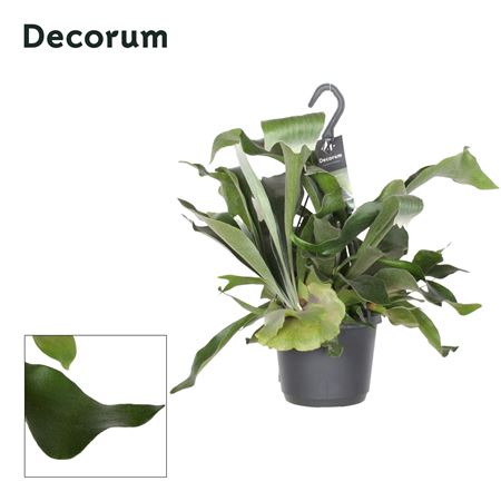 Platycerium Hangpot (decorum)