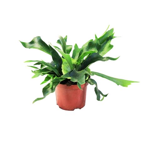 Platycerium Alcicorne Hertshoorn