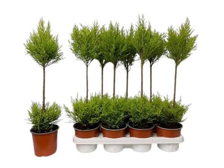 Cupressus Wilma Duobol