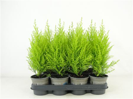 Cupressus Goldcrest Wilma