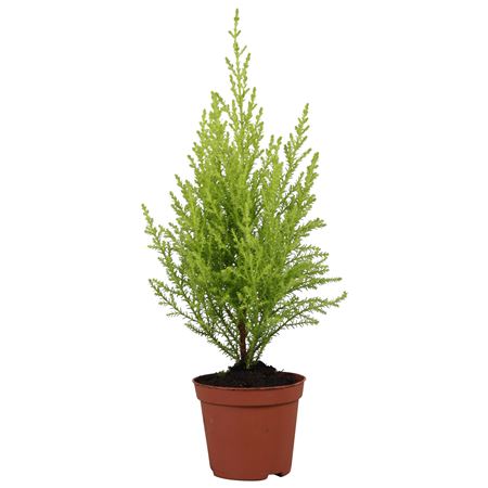 Cupressus Goldcrest Wilma