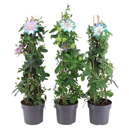 Passiflora Pyramid Mix