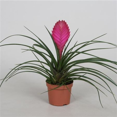 Tillandsia Cyanea
