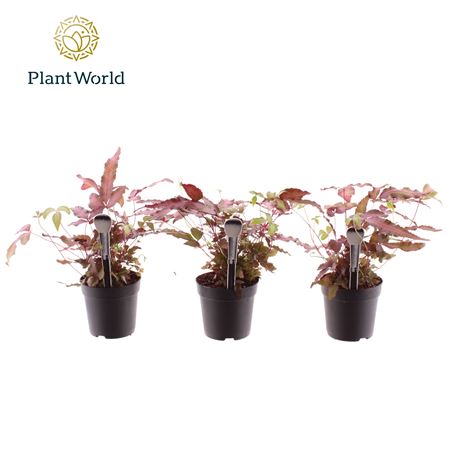 Pteris Cretica Albolineata Make-upz (decorum)