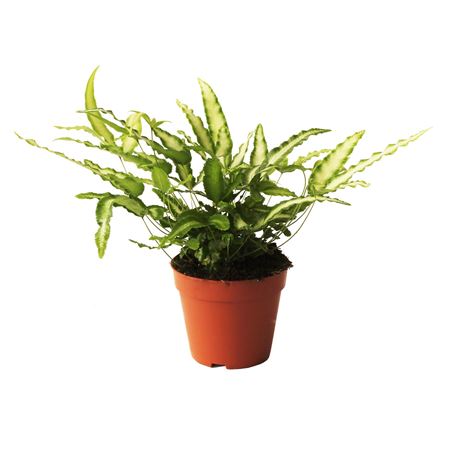 Pteris Cretica Albolineata