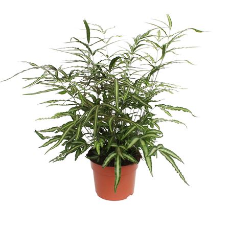 Pteris Cretica Albolineata