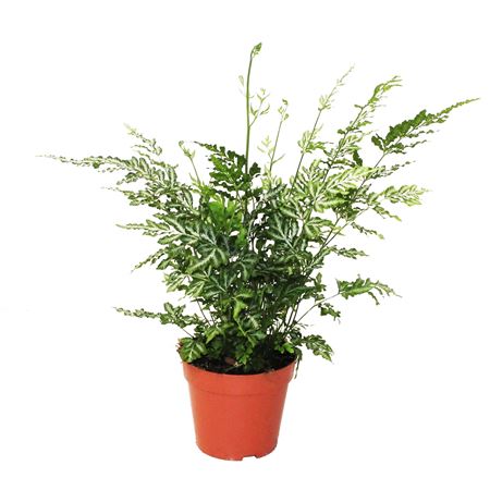 Pteris Ensiformis Evergemiensis