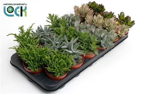 Crassula Mix