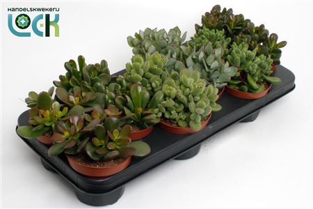 Crassula Mix