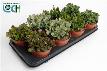 Crassula Mix