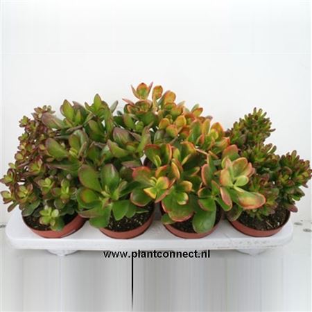 Crassula Mix