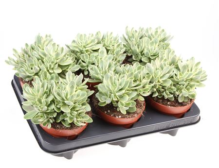 Crassula Moneymaker