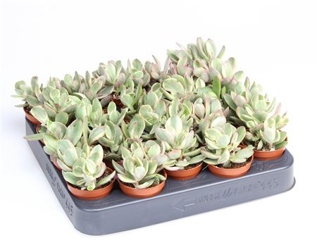 Crassula Moneymaker