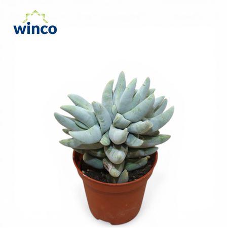 Crassula Cornuta