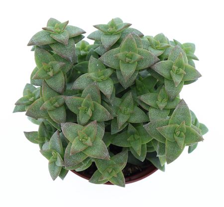 Crassula Perfossa Green