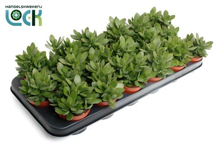 Crassula Moneymaker