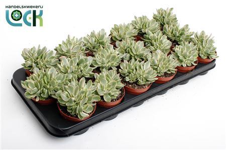 Crassula Moneymaker Varigata