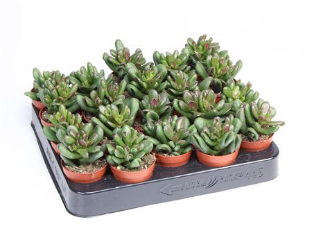 Crassula Oasis