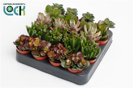 Crassula Mix