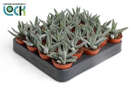 Crassula Silver Spark
