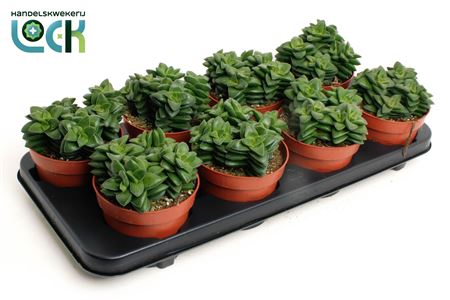 Crassula Spring Time