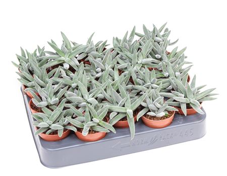 Crassula Silver