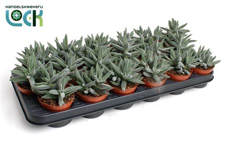 Crassula Silver Spark