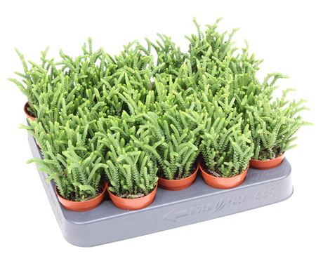 Crassula Lucopoides