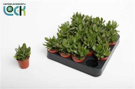 Crassula Moneymaker