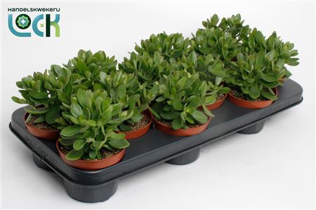 Crassula Moneymaker