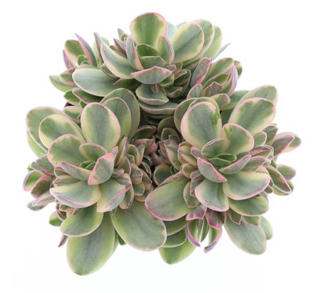 Crassula Moneymaker