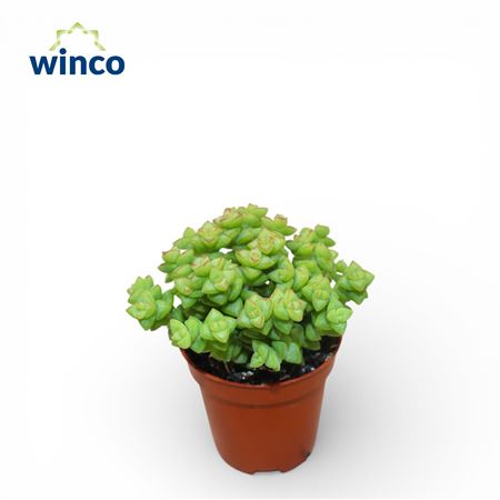 Crassula Tom Thub