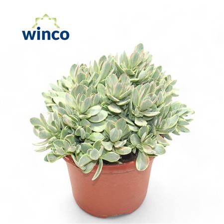 Crassula Rusby Variagata