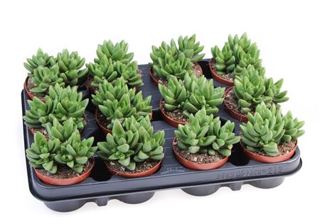 Crassula Ben