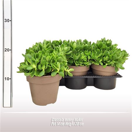 Crassula Money Maker