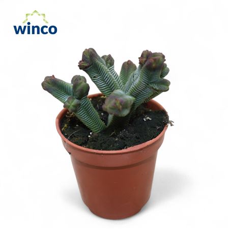 Крассула пирамидальная