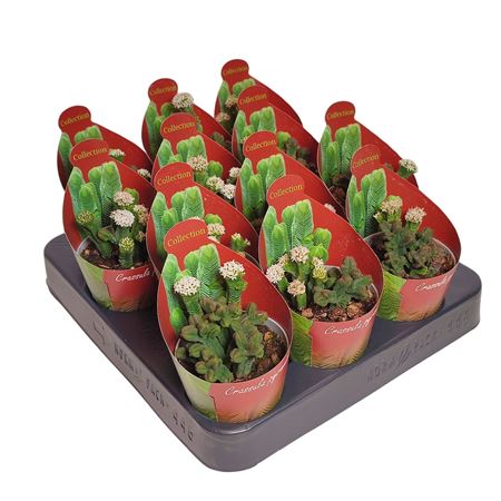 Crassula Pyramidalis Potcover
