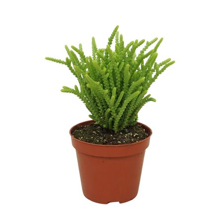 Крассула Мускоса