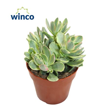 Crassula Rusby Variegata.