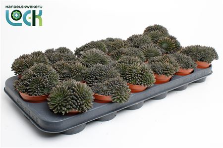 Крассула Крассимус