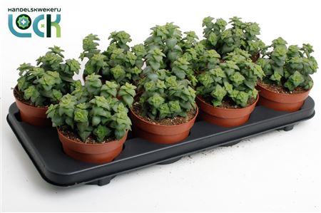 Crassula Perforata