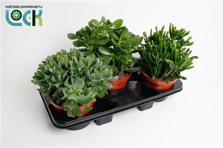 Crassula Mix