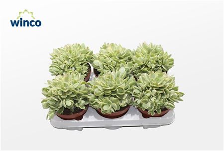 Crassula Rusby Variegata.