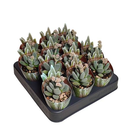 Crassula Tecta Potcover