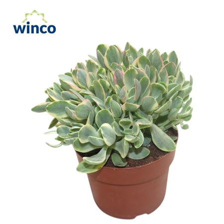 Crassula Rusby Variagata