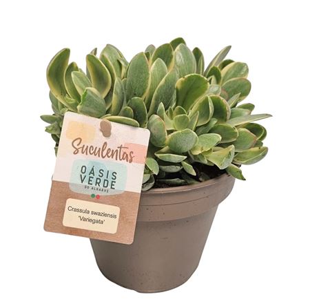 Crassula Swaziensis Variegata