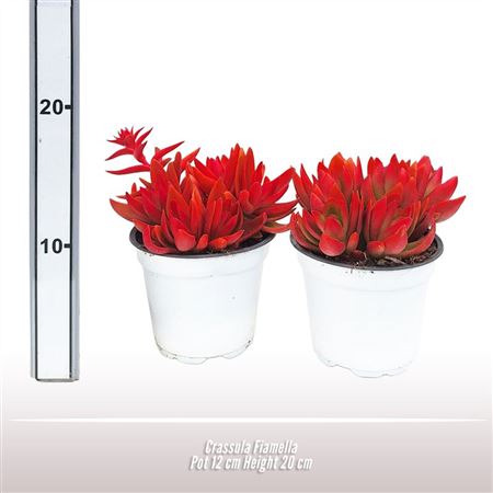 Крассула Фиамелла