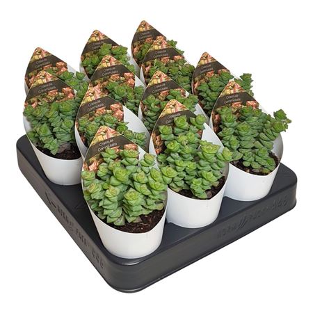 Crassula Capitella Campfire Potcover