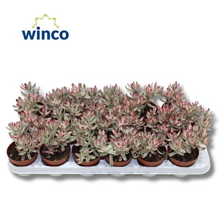 Crassula Rubricaulis Candy Cane