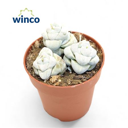 Crassula Moonstone (group)